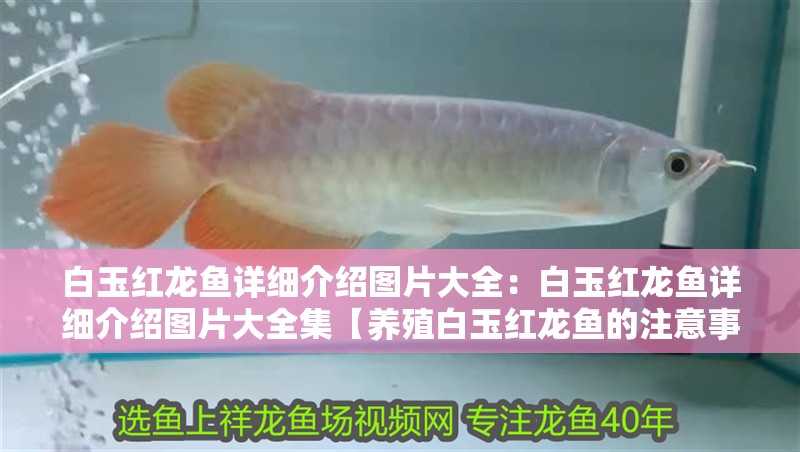 白玉紅龍魚詳細介紹圖片大全：白玉紅龍魚詳細介紹圖片大全集【養殖白玉紅龍魚的注意事項】