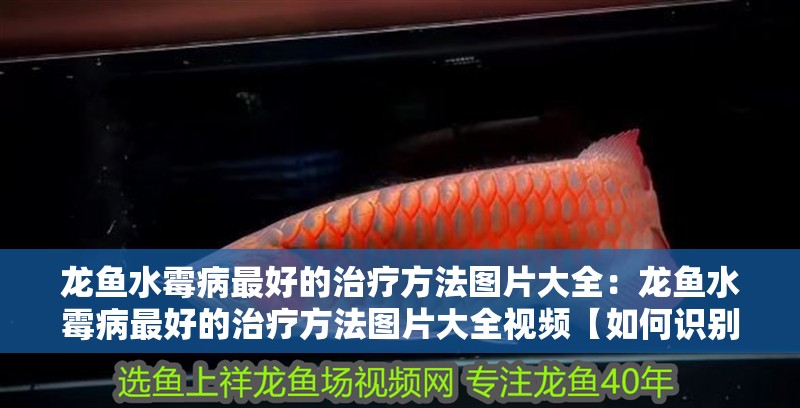 龍魚水霉病最好的治療方法圖片大全：龍魚水霉病最好的治療方法圖片大全視頻【如何識別龍魚水霉病】