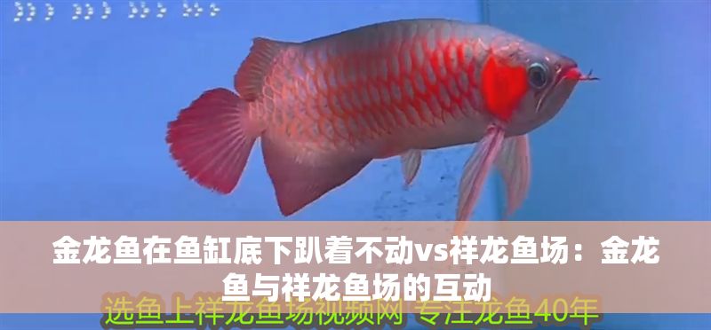 金龍魚在魚缸底下趴著不動vs祥龍魚場：金龍魚與祥龍魚場的互動