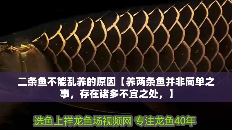 二條魚不能亂養(yǎng)的原因【養(yǎng)兩條魚并非簡單之事，存在諸多不宜之處，】