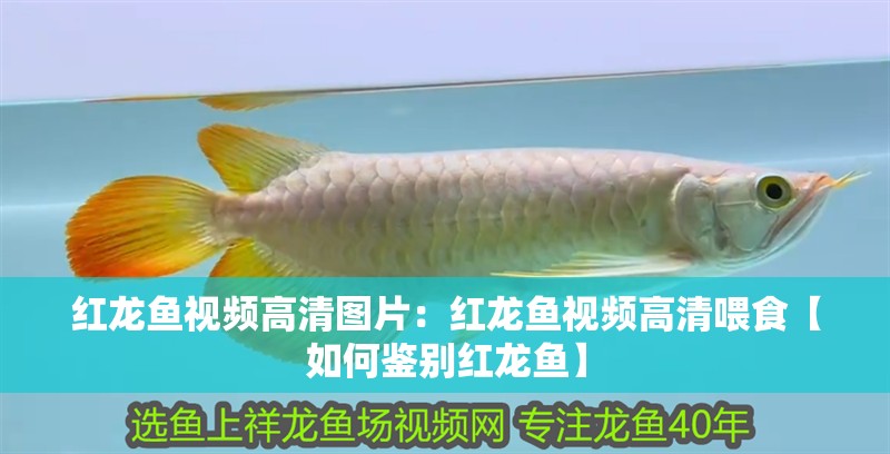 紅龍魚視頻高清圖片：紅龍魚視頻高清喂食【如何鑒別紅龍魚】
