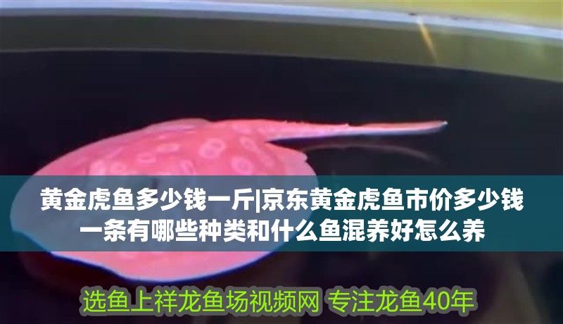 黃金虎魚多少錢一斤|京東黃金虎魚市價多少錢一條有哪些種類和什么魚混養好怎么養