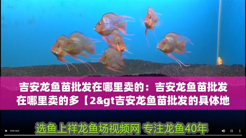 吉安龍魚苗批發在哪里賣的：吉安龍魚苗批發在哪里賣的多【2&gt吉安龍魚苗批發的具體地點有哪些】