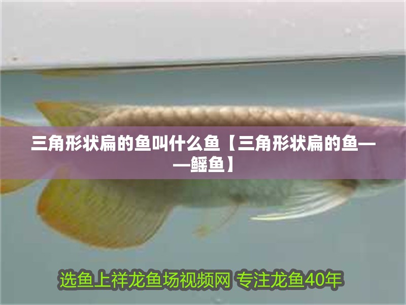 三角形狀扁的魚叫什么魚【三角形狀扁的魚——鰩魚】