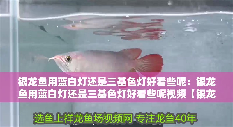 銀龍魚用藍白燈還是三基色燈好看些呢：銀龍魚用藍白燈還是三基色燈好看些呢視頻【銀龍魚燈光選擇】