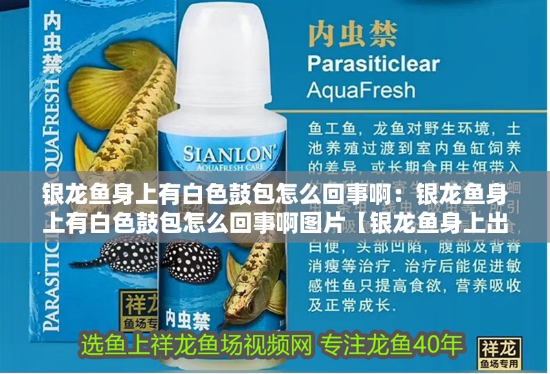 銀龍魚身上有白色鼓包怎么回事啊：銀龍魚身上有白色鼓包怎么回事啊圖片【銀龍魚身上出現(xiàn)白點(diǎn)病是怎么回事】