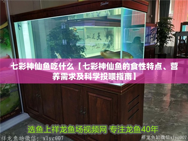 七彩神仙魚吃什么【七彩神仙魚的食性特點、營養需求及科學投喂指南】