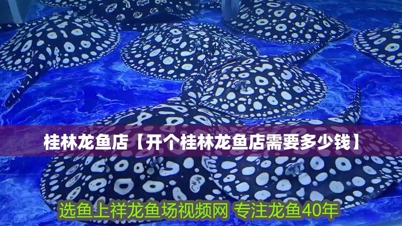 桂林龍魚店【開個(gè)桂林龍魚店需要多少錢】