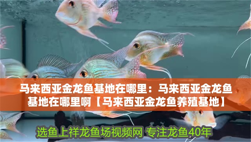 馬來西亞金龍魚基地在哪里：馬來西亞金龍魚基地在哪里啊【馬來西亞金龍魚養殖基地】