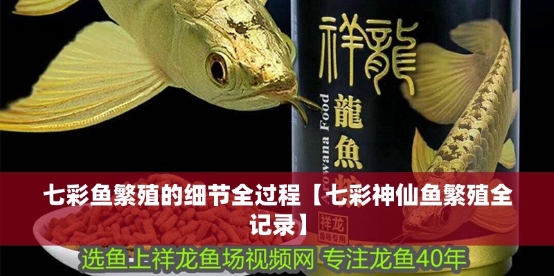 七彩魚繁殖的細節(jié)全過程【七彩神仙魚繁殖全記錄】