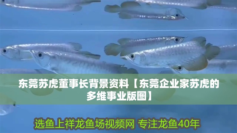東莞蘇虎董事長(zhǎng)背景資料【東莞企業(yè)家蘇虎的多維事業(yè)版圖】