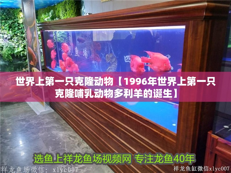 世界上第一只克隆動物【1996年世界上第一只克隆哺乳動物多利羊的誕生】