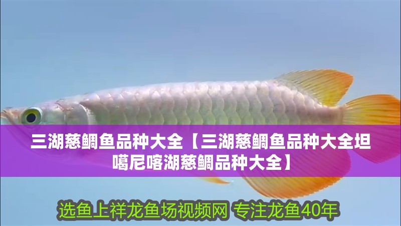 三湖慈鯛魚(yú)品種大全【三湖慈鯛魚(yú)品種大全坦噶尼喀湖慈鯛品種大全】
