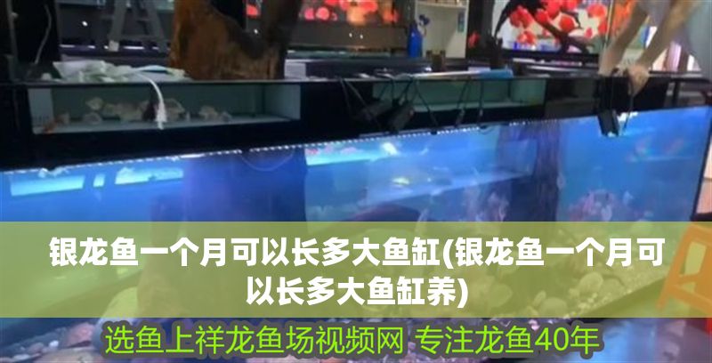 銀龍魚一個月可以長多大魚缸(銀龍魚一個月可以長多大魚缸養)