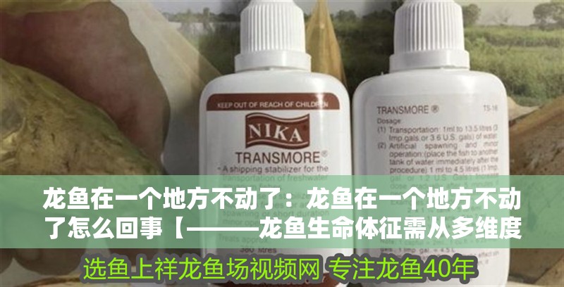 龍魚在一個地方不動了：龍魚在一個地方不動了怎么回事【———龍魚生命體征需從多維度展開】