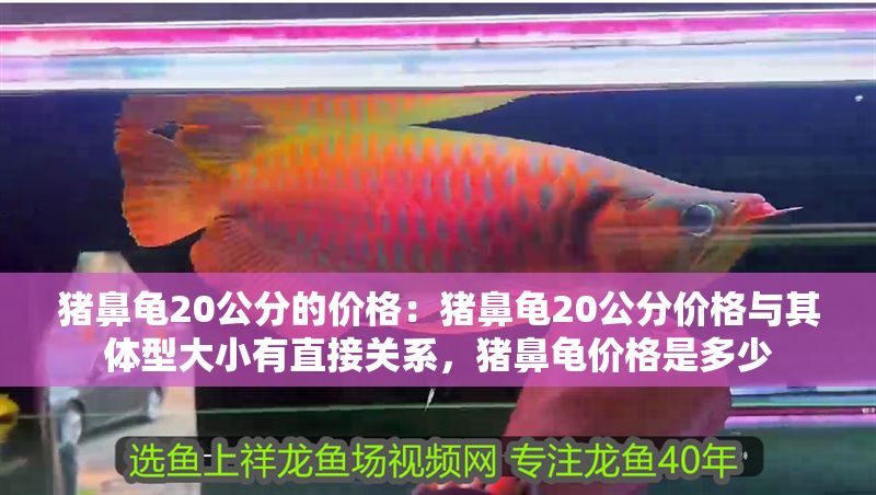豬鼻龜20公分的價格：豬鼻龜20公分價格與其體型大小有直接關系，豬鼻龜價格是多少
