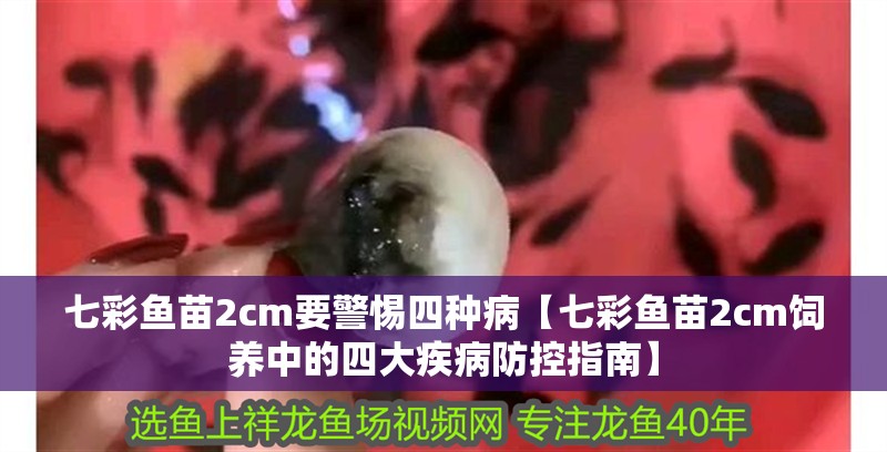 七彩魚苗2cm要警惕四種病【七彩魚苗2cm飼養中的四大疾病防控指南】