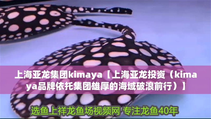 上海亞龍集團kimaya【上海亞龍投資（kimaya品牌依托集團雄厚的海域破浪前行）】