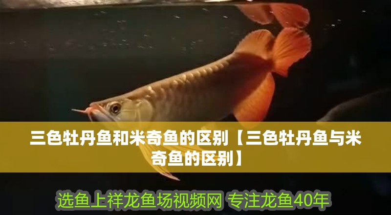 三色牡丹魚和米奇魚的區別【三色牡丹魚與米奇魚的區別】