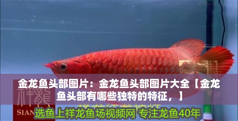 金龍魚頭部圖片：金龍魚頭部圖片大全【金龍魚頭部有哪些獨特的特征，】