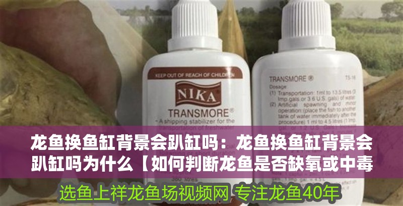 龍魚換魚缸背景會趴缸嗎:龍魚換魚缸背景會趴缸嗎為什么【如何判斷龍魚是否缺氧或中毒】 水族問答 龍魚換魚缸背景會趴缸嗎:龍魚換魚缸背景會趴缸嗎為什么【如何判斷龍魚是否缺氧或中毒】 龍魚換魚缸背景會趴缸嗎:龍魚換魚缸背景會趴缸嗎為什么【如何判斷龍魚是否缺氧或中毒】 水族問答