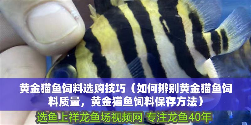 黃金貓魚(yú)飼料選購(gòu)技巧（如何辨別黃金貓魚(yú)飼料質(zhì)量，黃金貓魚(yú)飼料保存方法）