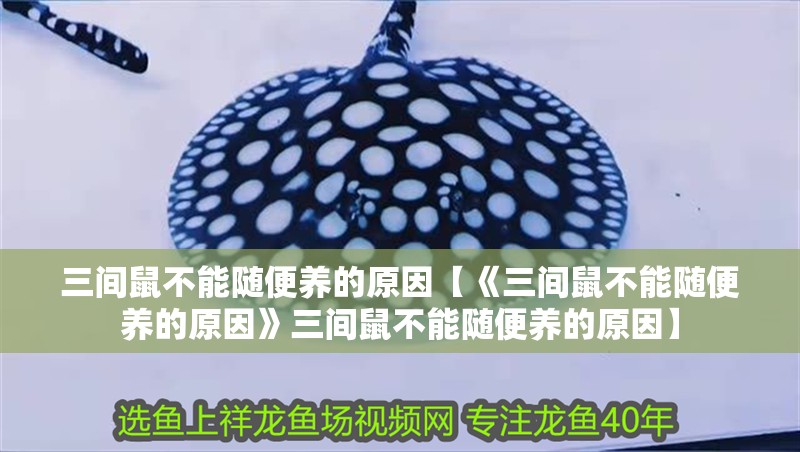 三間鼠不能隨便養的原因【《三間鼠不能隨便養的原因》三間鼠不能隨便養的原因】