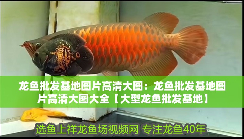 龍魚批發基地圖片高清大圖:龍魚批發基地圖片高清大圖大全【大型龍魚批發基地】 水族問答 龍魚批發基地圖片高清大圖:龍魚批發基地圖片高清大圖大全【大型龍魚批發基地】 龍魚批發基地圖片高清大圖:龍魚批發基地圖片高清大圖大全【大型龍魚批發基地】 水族問答