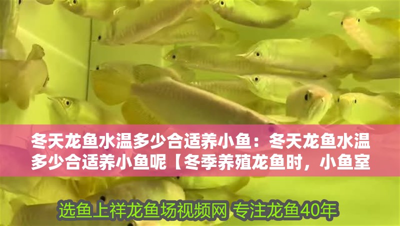 冬天龍魚水溫多少合適養小魚：冬天龍魚水溫多少合適養小魚呢【冬季養殖龍魚時，小魚室水溫應保持在多少度最為適宜】