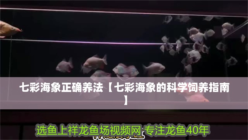 七彩海象正確養法【七彩海象的科學飼養指南】