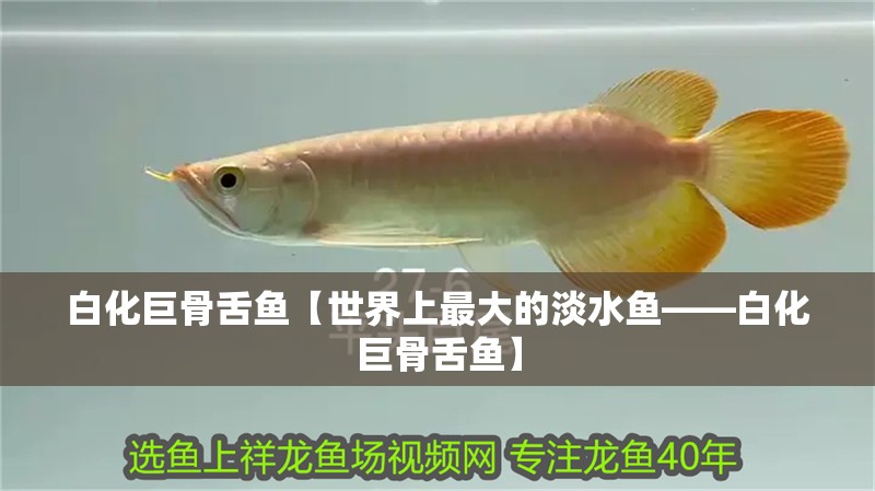 白化巨骨舌魚【世界上最大的淡水魚——白化巨骨舌魚】