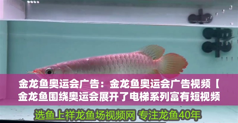 金龍魚奧運會廣告：金龍魚奧運會廣告視頻【金龍魚圍繞奧運會展開了電梯系列富有短視頻平臺營銷】 金龍魚奧運會廣告：金龍魚奧運會廣告視頻【金龍魚圍繞奧運會展開了電梯系列富有短視頻平臺營銷】 水族問答