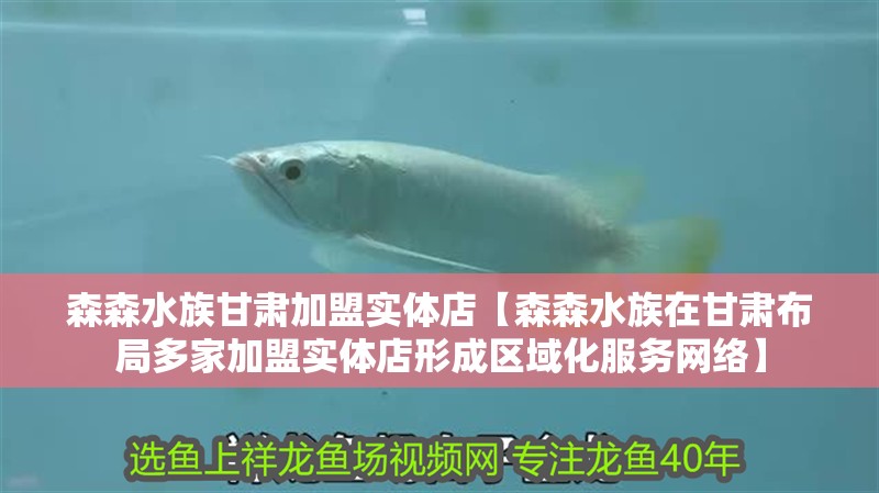 森森水族甘肅加盟實(shí)體店【森森水族在甘肅布局多家加盟實(shí)體店形成區(qū)域化服務(wù)網(wǎng)絡(luò)】