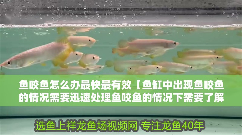 魚咬魚怎么辦最快最有效【魚缸中出現魚咬魚的情況需要迅速處理魚咬魚的情況下需要了解】 魚咬魚怎么辦最快最有效【魚缸中出現魚咬魚的情況需要迅速處理魚咬魚的情況下需要了解】 龍魚百科