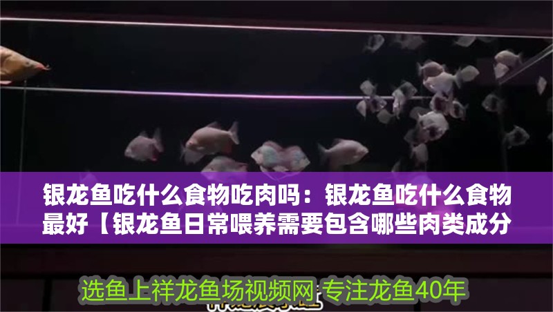 銀龍魚吃什么食物吃肉嗎：銀龍魚吃什么食物最好【銀龍魚日常喂養需要包含哪些肉類成分】