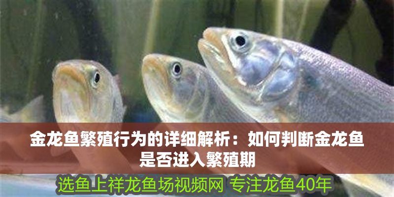 金龍魚繁殖行為的詳細解析：如何判斷金龍魚是否進入繁殖期