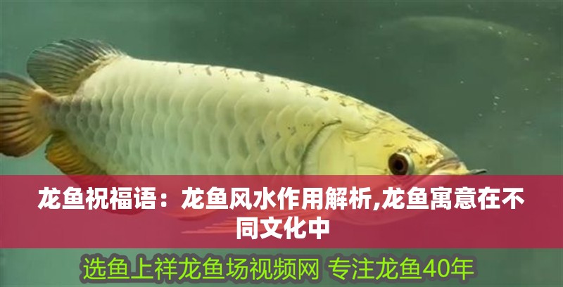 龍魚祝福語：龍魚風(fēng)水作用解析,龍魚寓意在不同文化中