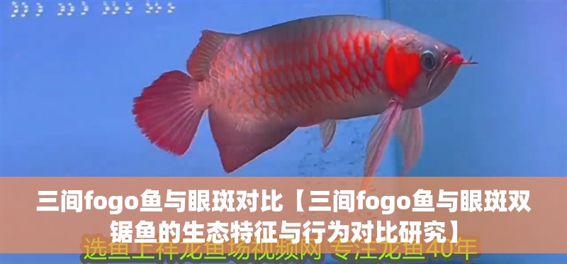 三間fogo魚與眼斑對比【三間fogo魚與眼斑雙鋸魚的生態特征與行為對比研究】