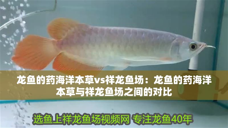 龍魚的藥海洋本草vs祥龍魚場：龍魚的藥海洋本草與祥龍魚場之間的對比