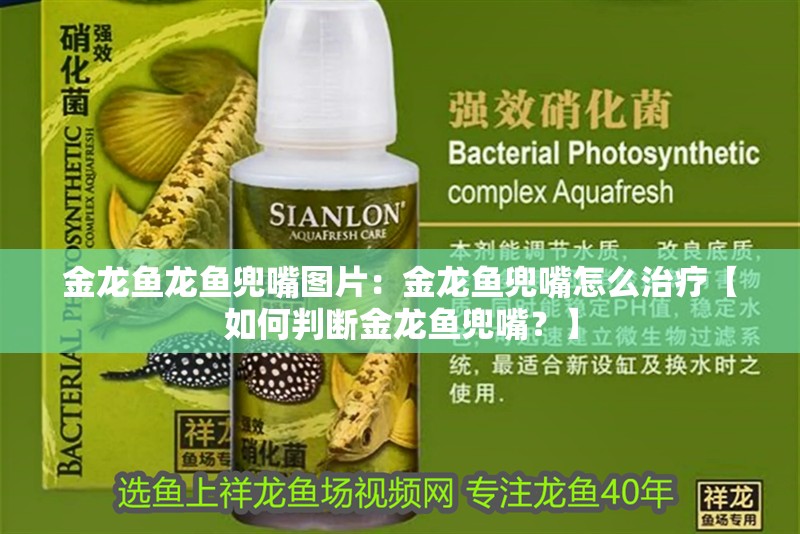 金龍魚龍魚兜嘴圖片：金龍魚兜嘴怎么治療【如何判斷金龍魚兜嘴？】