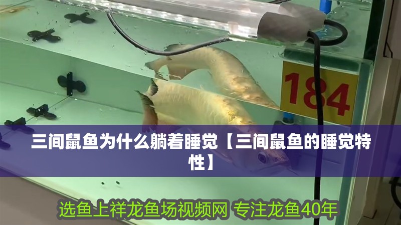 三間鼠魚為什么躺著睡覺【三間鼠魚的睡覺特性】