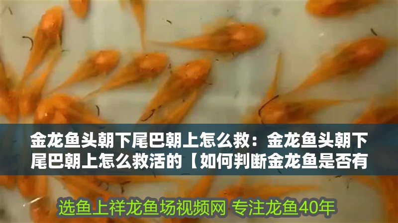 金龍魚頭朝下尾巴朝上怎么救：金龍魚頭朝下尾巴朝上怎么救活的【如何判斷金龍魚是否有疾病】