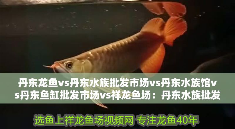 丹東龍魚(yú)vs丹東水族批發(fā)市場(chǎng)vs丹東水族館vs丹東魚(yú)缸批發(fā)市場(chǎng)vs祥龍魚(yú)場(chǎng)：丹東水族批發(fā)市場(chǎng)地址