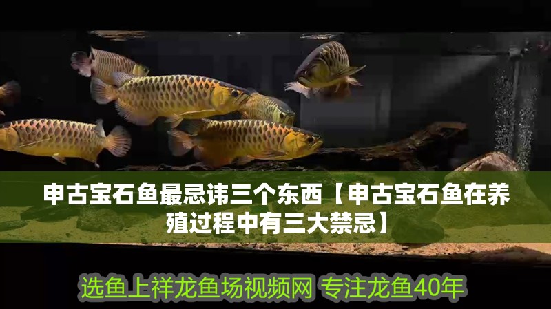 申古寶石魚最忌諱三個(gè)東西【申古寶石魚在養(yǎng)殖過程中有三大禁忌】
