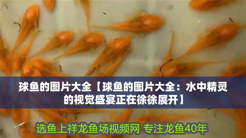 球魚的圖片大全【球魚的圖片大全：水中精靈的視覺盛宴正在徐徐展開】 球魚的圖片大全【球魚的圖片大全：水中精靈的視覺盛宴正在徐徐展開】 龍魚論壇