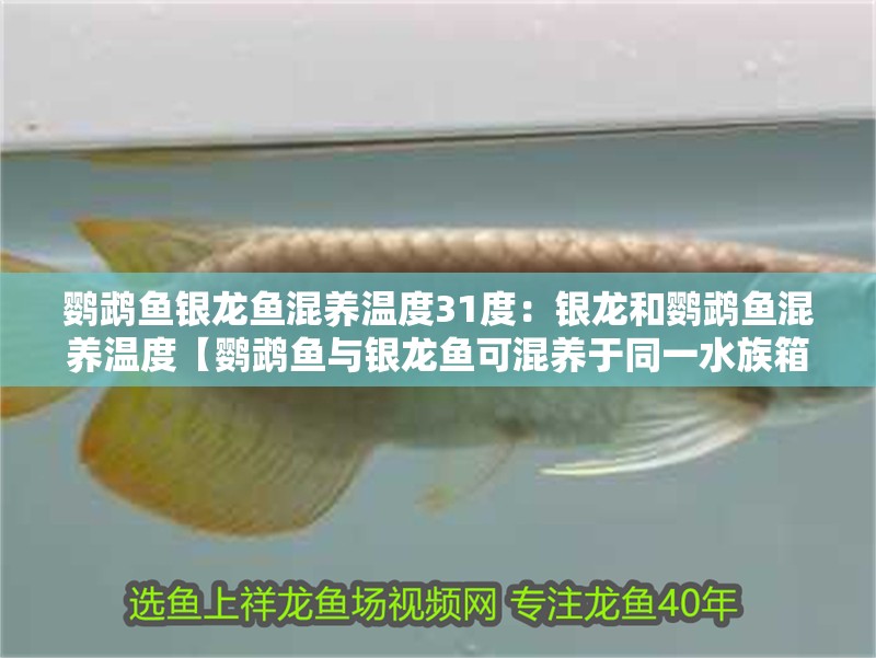鸚鵡魚銀龍魚混養溫度31度：銀龍和鸚鵡魚混養溫度【鸚鵡魚與銀龍魚可混養于同一水族箱中更關鍵的區間】