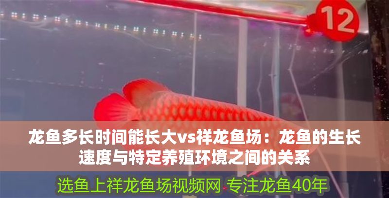 龍魚多長時間能長大vs祥龍魚場：龍魚的生長速度與特定養殖環境之間的關系
