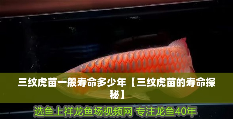 三紋虎苗一般壽命多少年【三紋虎苗的壽命探秘】