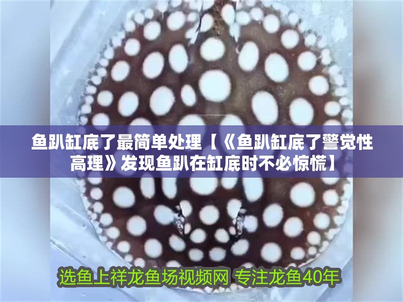 魚趴缸底了最簡單處理【《魚趴缸底了警覺性高理》發現魚趴在缸底時不必驚慌】