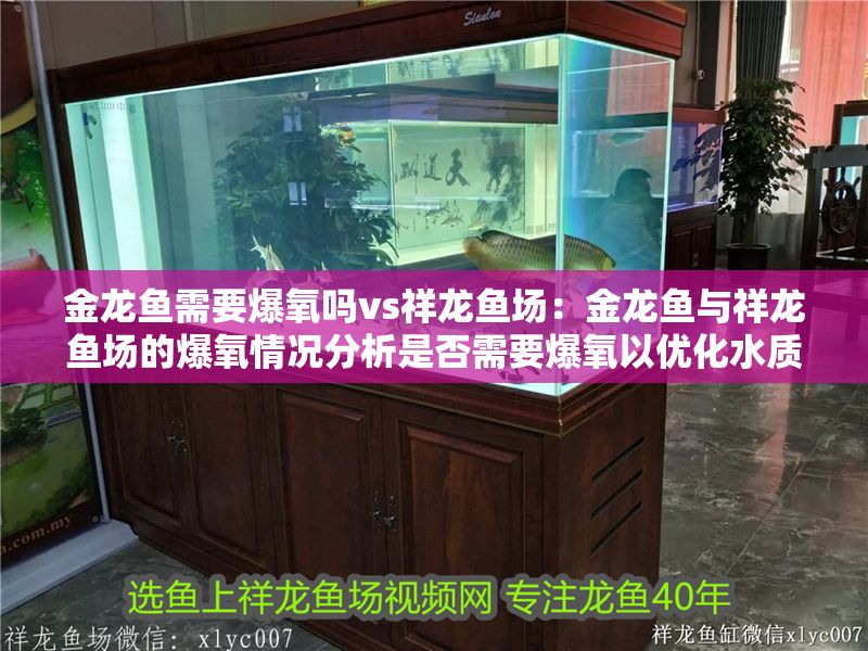 金龍魚需要爆氧嗎vs祥龍魚場：金龍魚與祥龍魚場的爆氧情況分析是否需要爆氧以優(yōu)化水質(zhì)